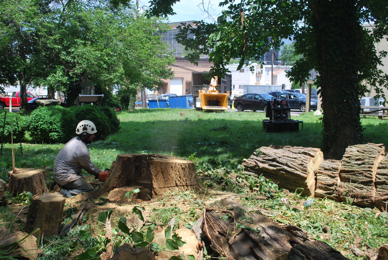 Tree Removal and Trimming
